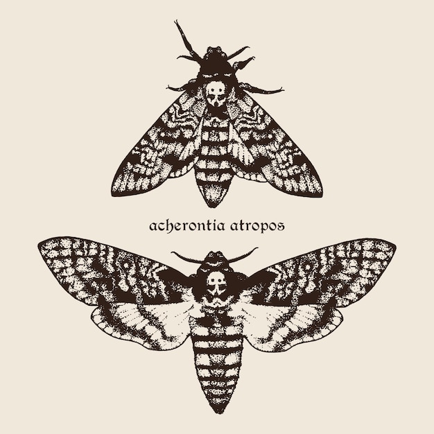 Vector hand drawn Deaths head hawk moths illustration