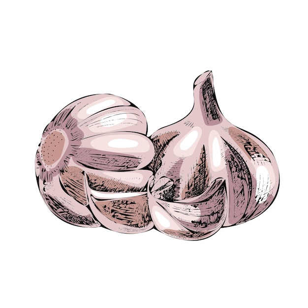 Vector hand drawn detailed retro style garlic sketch Illustration Vegetable