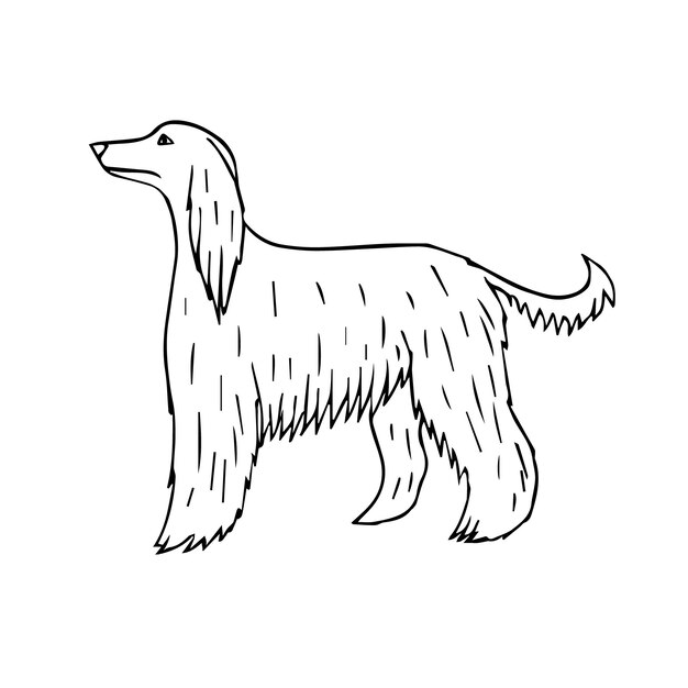 Vector vector hand drawn doodle sketch afghan hound dog