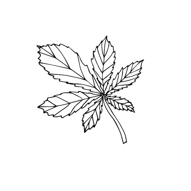 Vector hand drawn doodle sketch chestnut leaf