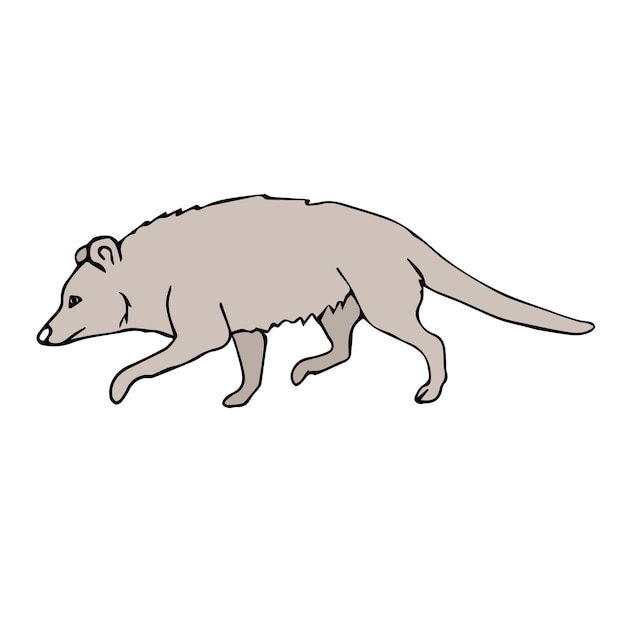 Vector vector hand drawn doodle sketch colored opossum