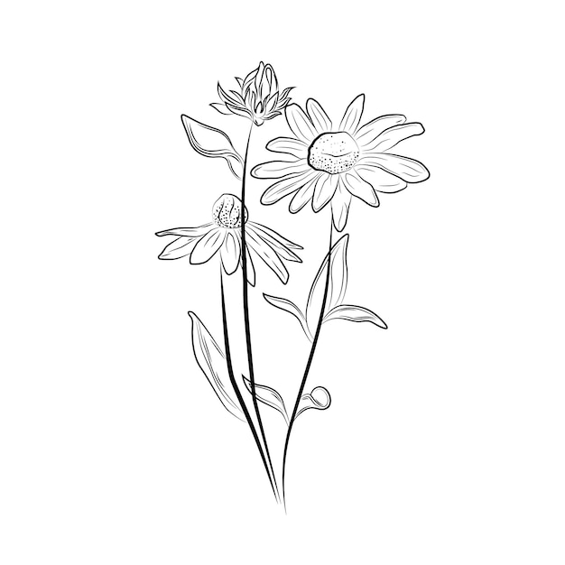 Vector hand drawn echinacea illustration