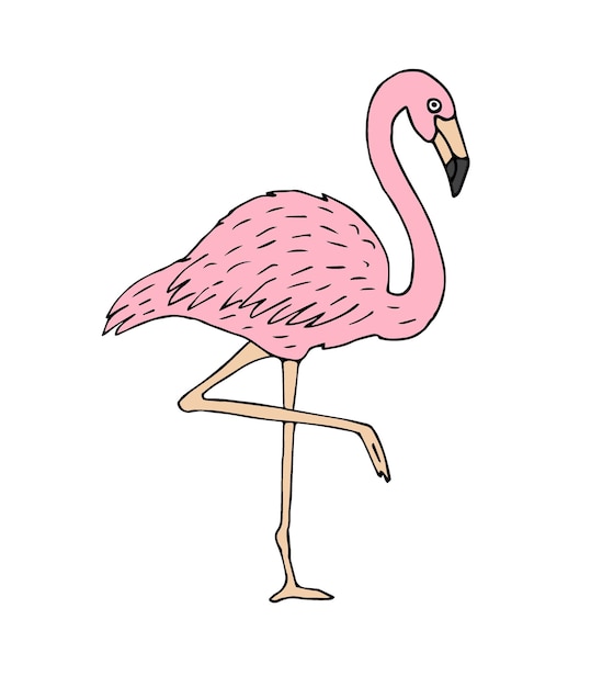 Vector hand drawn flamingo isolated on white background