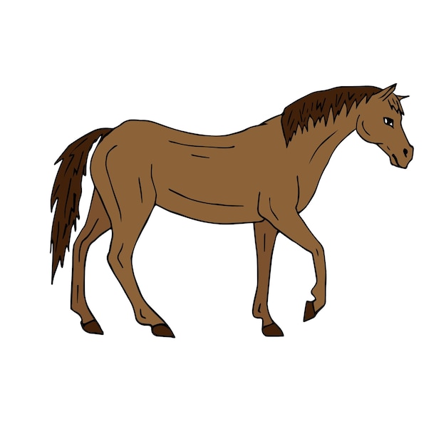 Vector hand drawn horse