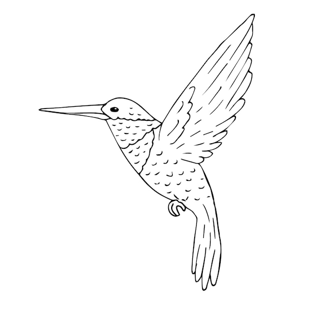 Vector hand drawn hummingbird