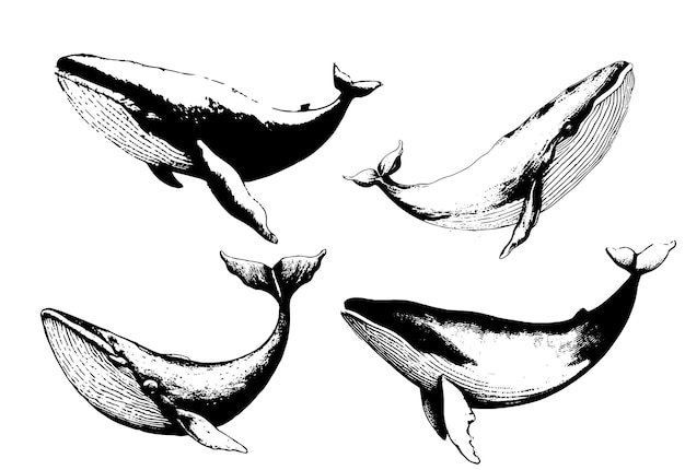 Vector hand drawn of humpback whale Whale vintage sketch illustration logo