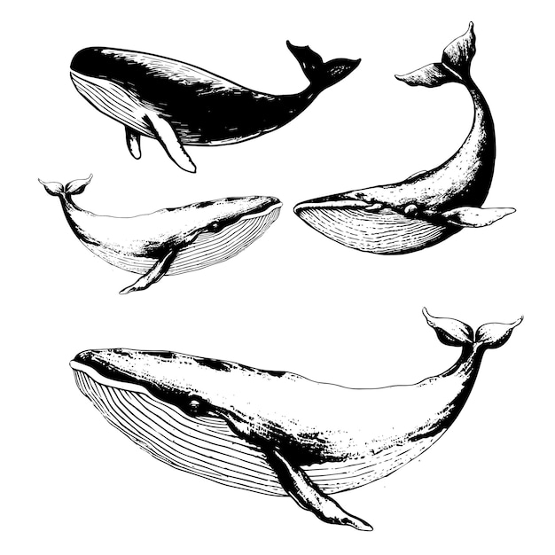 Vector hand drawn of humpback whale Whale vintage sketch illustration logo