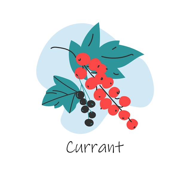 Vector hand drawn isolated currant with lettering Red black currant isolated on white background