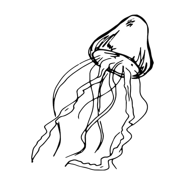 Vector hand drawn jellyfish illustration Cute medusa sketch clipart