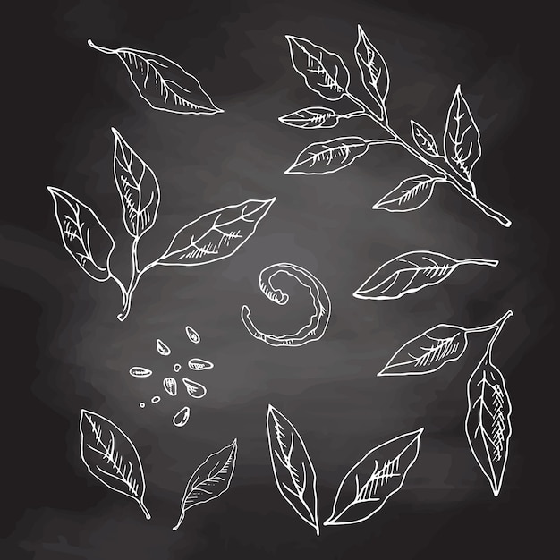 Vector hand drawn lemon leaves set, Leaves, peel, seed and branch, White sketch on chalkboard