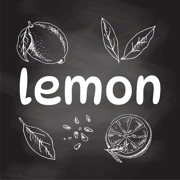 Vector hand drawn lemon set, Whole lemon, sliced pieces, half leaf and seed sketch, White sketch