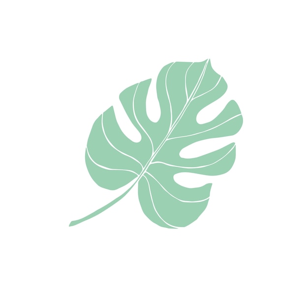 Vector hand drawn mint colored monstera leaf