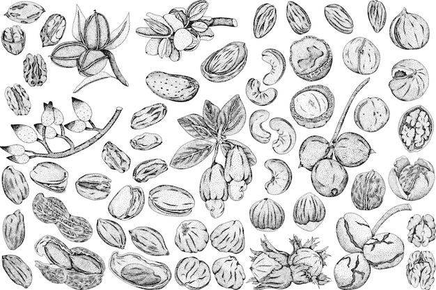 Vector hand drawn nuts Engraving illustration with different sort of nuns