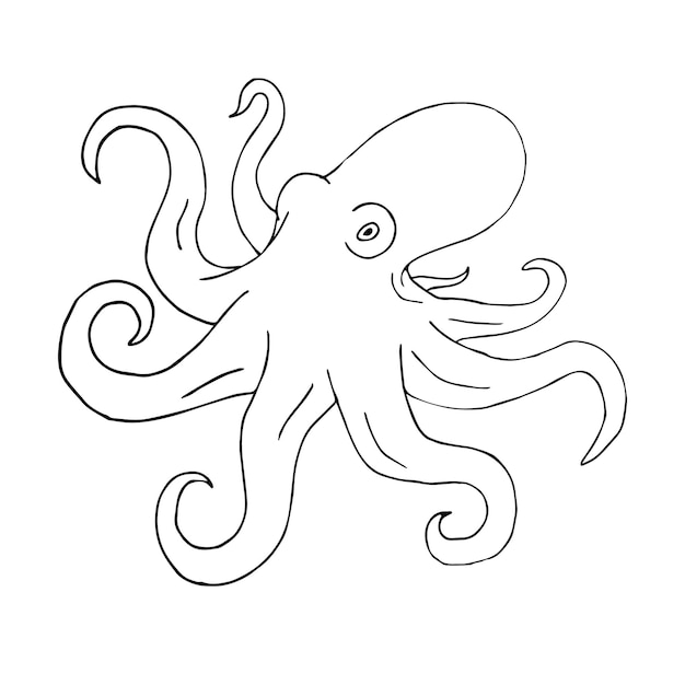 Vector hand drawn octopus isolated on white background