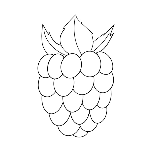 Vector hand drawn Raspberry outline doodle icon