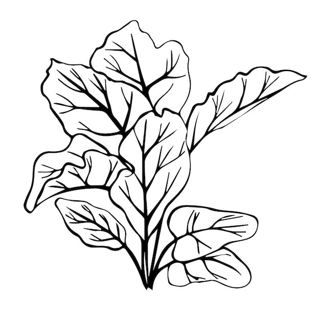 Vector hand drawn sketch of beet leaves