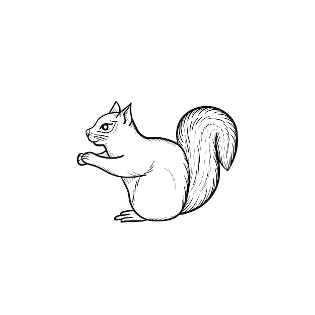 Vector hand drawn Squirrel outline doodle icon. Squirrel sketch illustration for print, web, mobile and infographics isolated on white background.