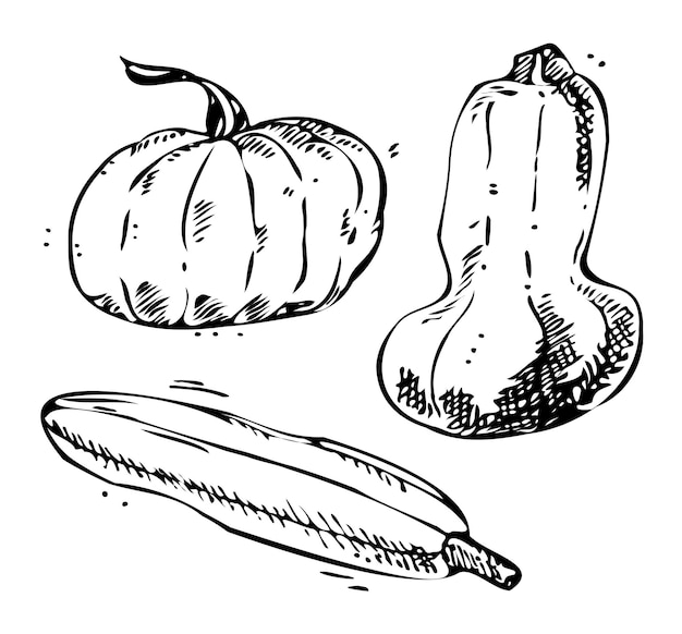 Vector hand drawn vegetable Illustration handdrawn pumpkins sketch