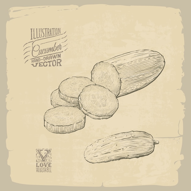 Vector handdrawn illustration of cucumber