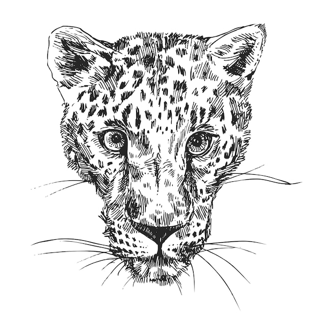 Vector handdrawn illustration leopard