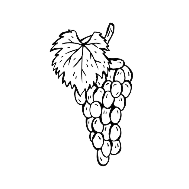 Vector handdrawn illustration of a product for Italian cuisine Grapes