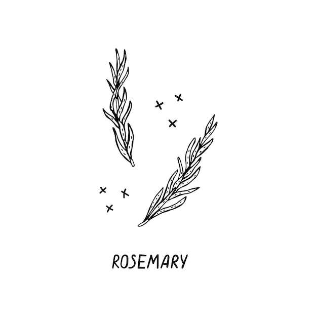 Vector vector handdrawn illustration of a product for italian cuisine rosemary