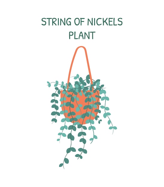 Vector home hanging plant String of Nickels in a pot isolated on white background