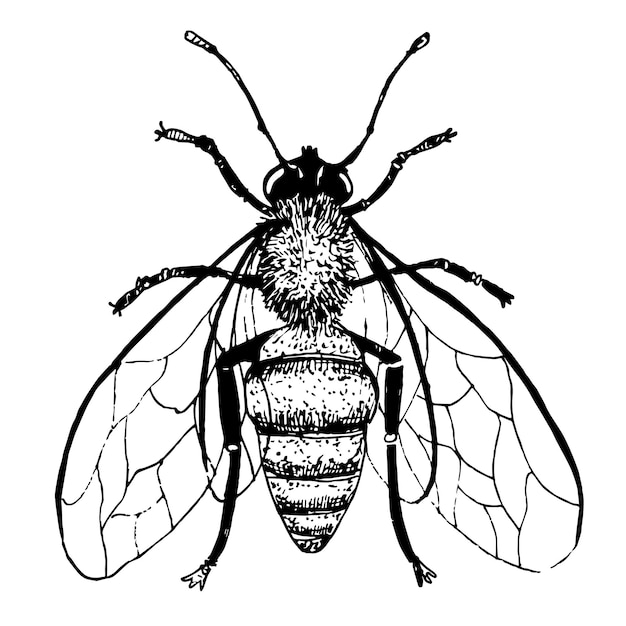 Vector Honey Bee in vintage style Hand drawn Sketch of insect Engraved bumble Drawing of bumblebee