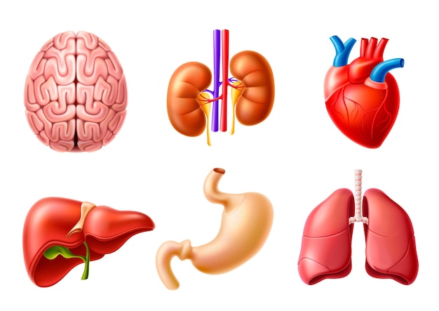 Vector human body anatomy internal organs realistic models set Liver brain kidneys heart lungs