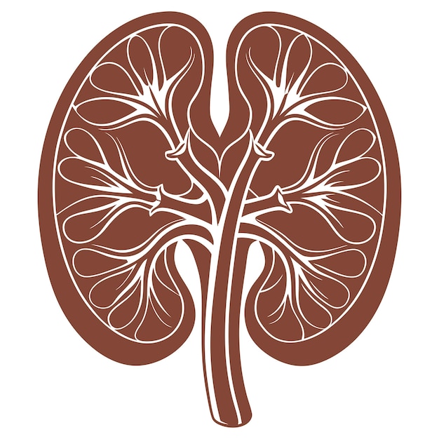 Vector vector human kidney and cross section of the kidney blood suppl