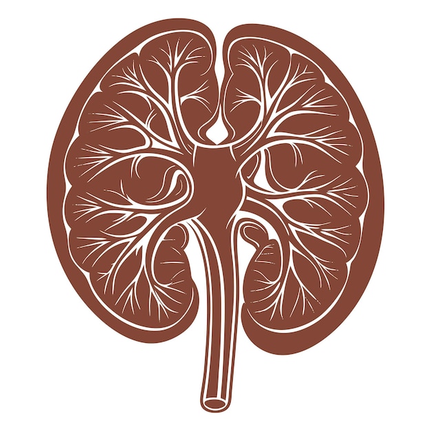 Vector vector human kidney and cross section of the kidney blood suppl