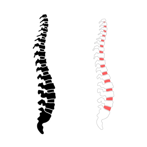 Vector human spine illustration