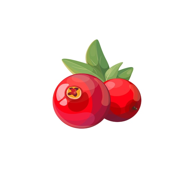 Vector icon of cartoon cranberry Sweet red berries isolated on white background Cranberry icon