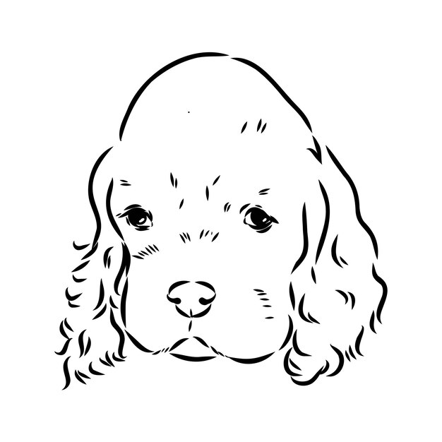 Vector vector illustration of an american cocker spaniel isolated on a white background