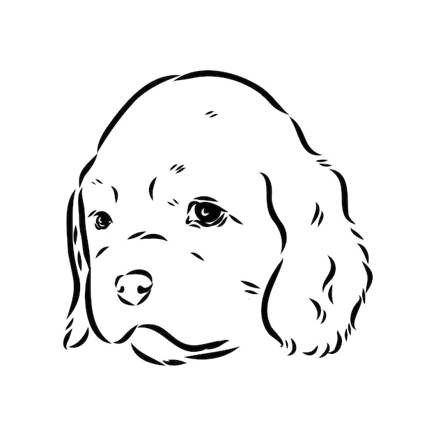 Vector vector illustration of an american cocker spaniel isolated on a white background