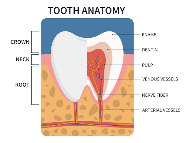 Vector illustration anatomy of tooth cross section for medical education and dental care