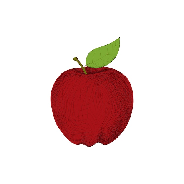 Vector illustration of apple. Hand drawn sketch  illustration.