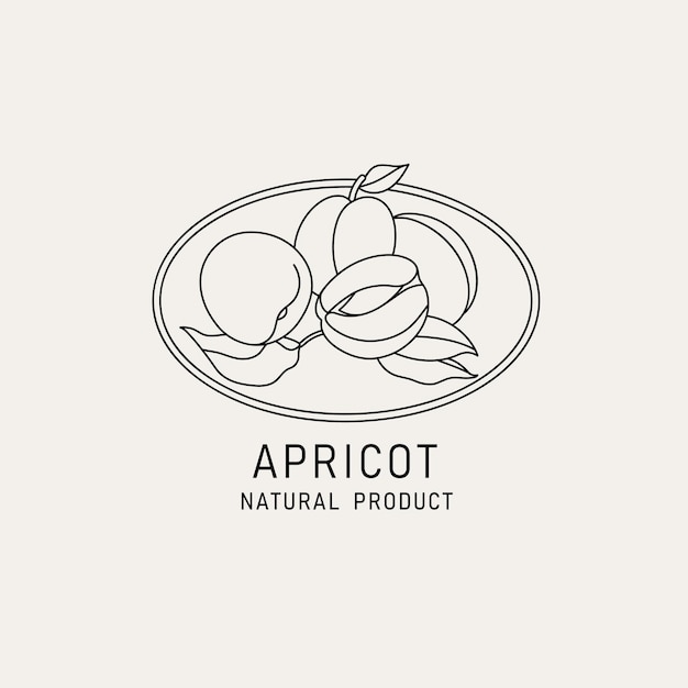 Vector illustration apricot fruits vintage minimalist style Logo composition in retro botanical style