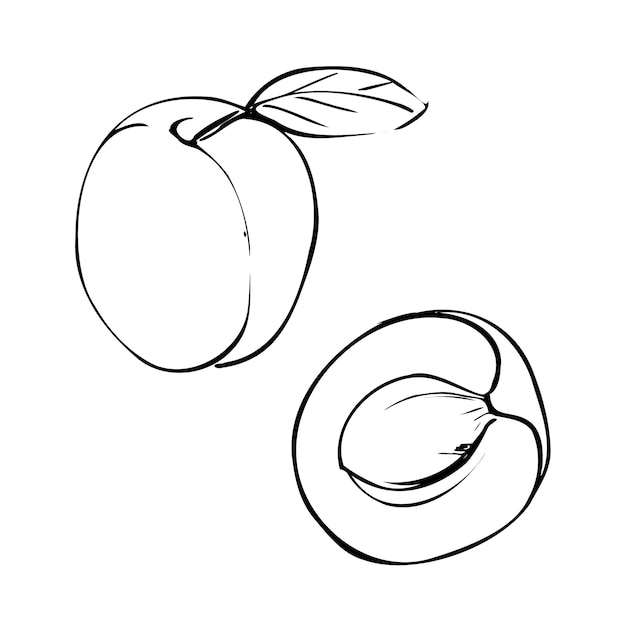 Vector illustration of an apricot on a white isolated background Black and white outline