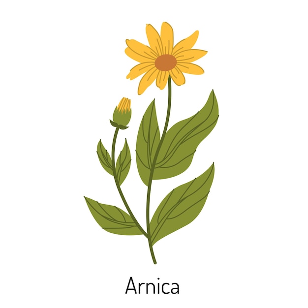 Vector illustration of arnica grass A flower with leaves buds and branches The yellow sunflower family is a botanical element of medical aromatherapy