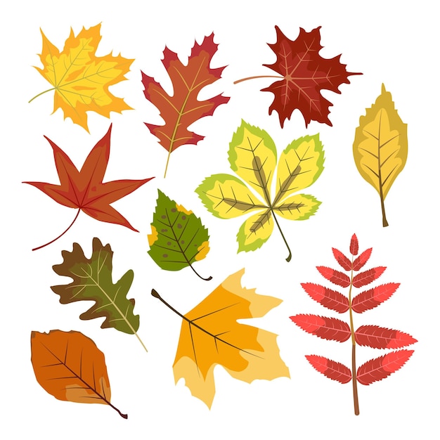 vector illustration of Autumn leaves