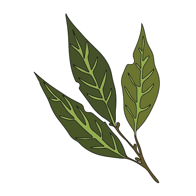 Vector illustration of bay leaf White background