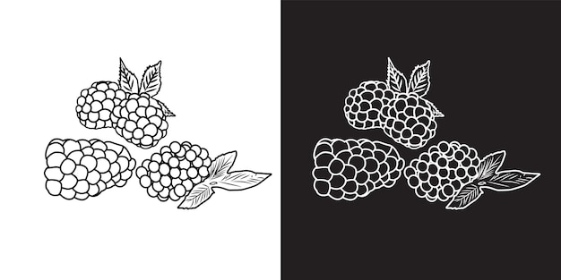 Vector illustration of berries Strawberries blueberries raspberries blackberries on black