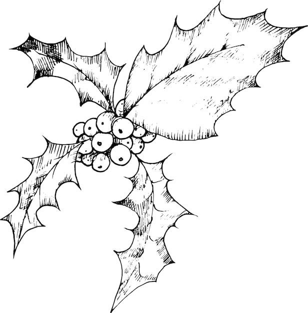 Vector illustration black and white hand drawn Christmas holly Winter plants berries and holly