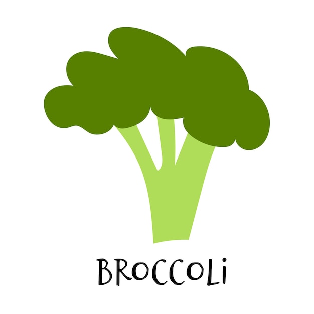 Vector illustration of broccoli in hand drawn flat style Doodle fresh healthy vegetable