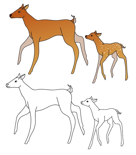 Vector illustration coloring book for children mother deer and baby deer run side by side