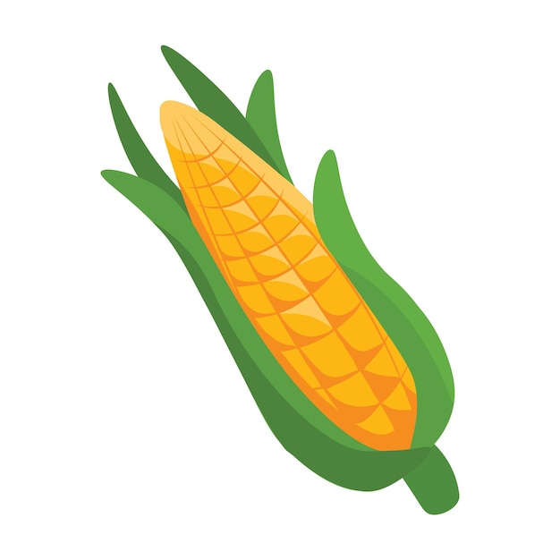 Vector illustration of a corncob on white background