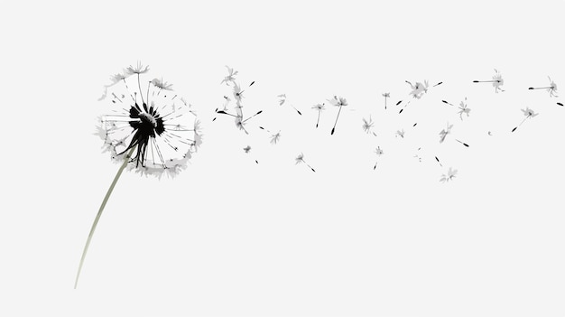 Vector vector illustration of dandelion in black and white