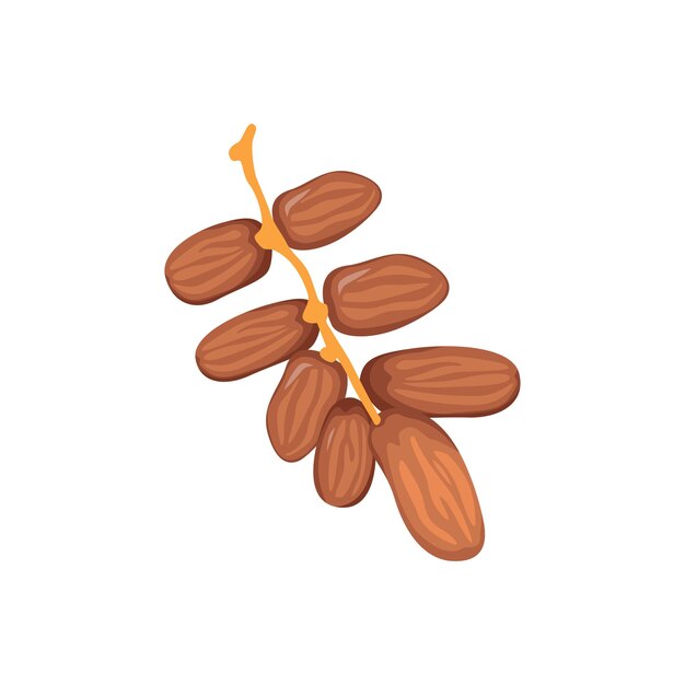 Vector vector illustration of dates fruit for ramadan