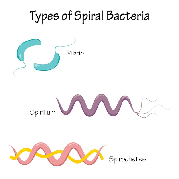 vector illustration diagram of the different types of spiral bacteria